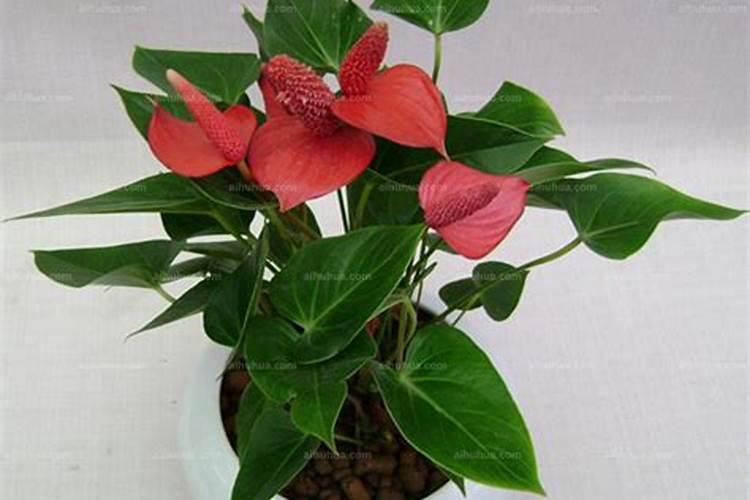 水培红掌怎样才能开花