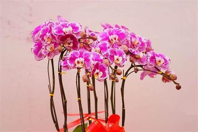 蝴蝶兰什么时候才需要补磷钾肥促花