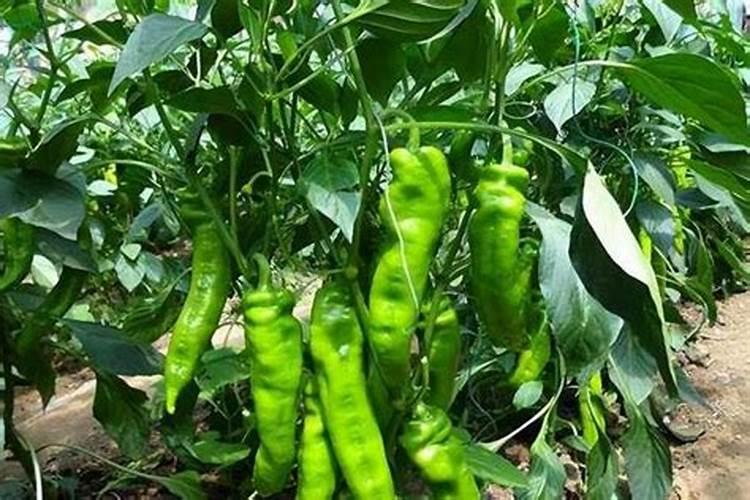 辣椒挂果期追肥用什么肥料好？辣椒保花保果使用的肥料？
