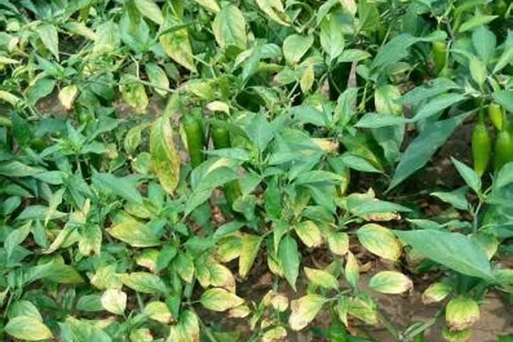 辣椒叶黄是什么原因？怎么办？