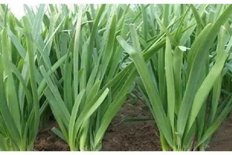 韭菜施肥时间在什么时候 韭菜怎么养殖