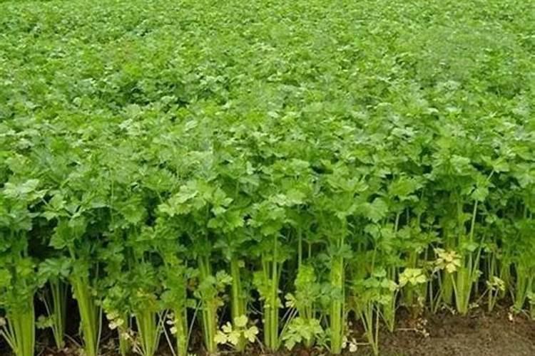 芹菜用什么肥料长得快
