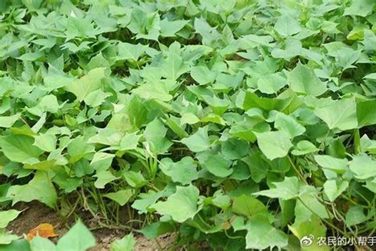 红薯打什么药高产