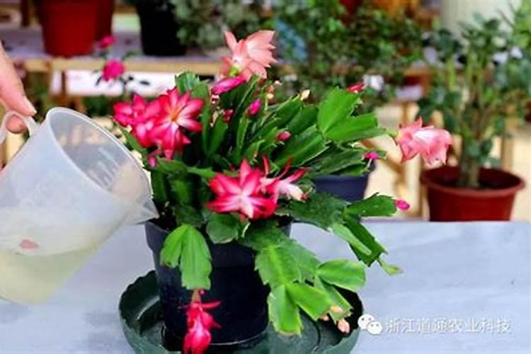 蟹爪兰施什么肥好？