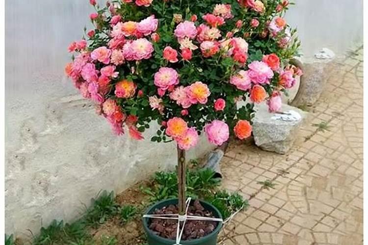 氮肥可以浇什么花