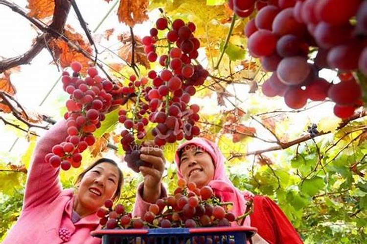天脊16620硝酸钾水溶肥的批发价格是多少？