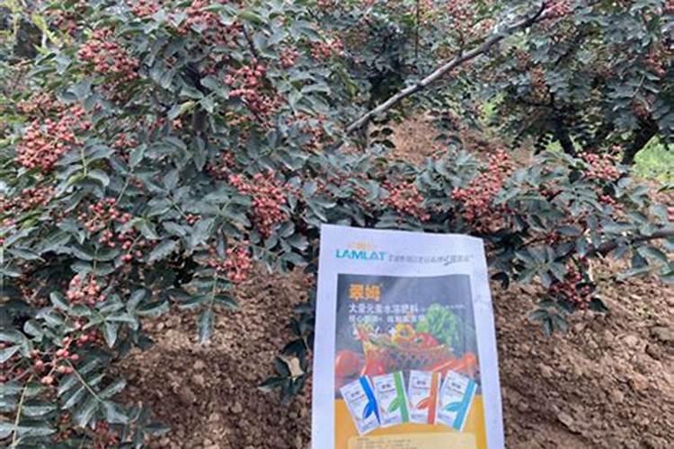 花椒用什么水溶肥
