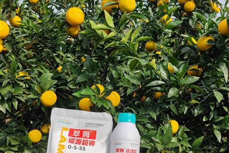 脐橙增甜有哪些方法