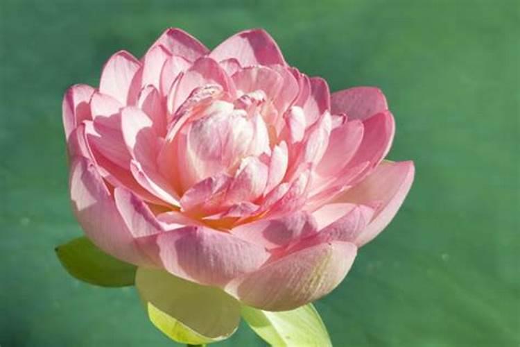 荷花喜肥吗 喜欢施什么肥料