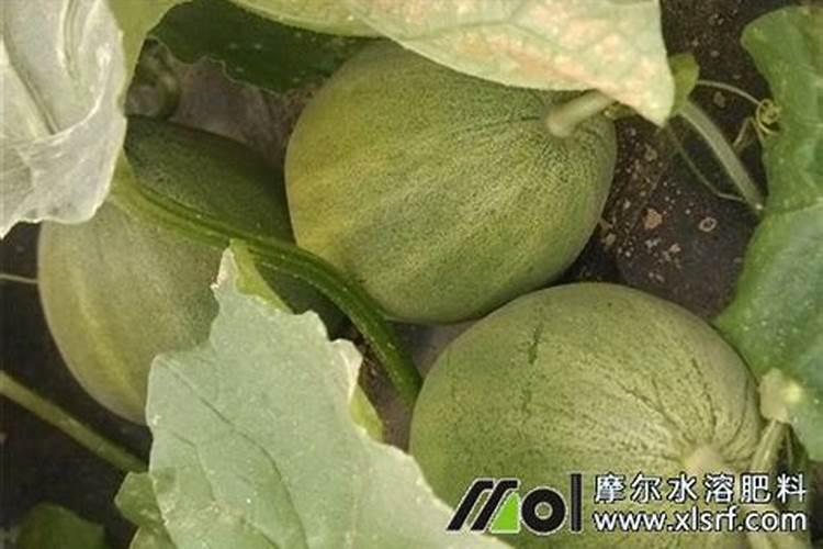水溶肥灌根的注意事项