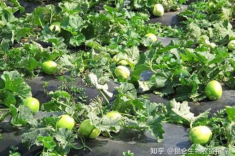 请问香瓜怎样施肥高产