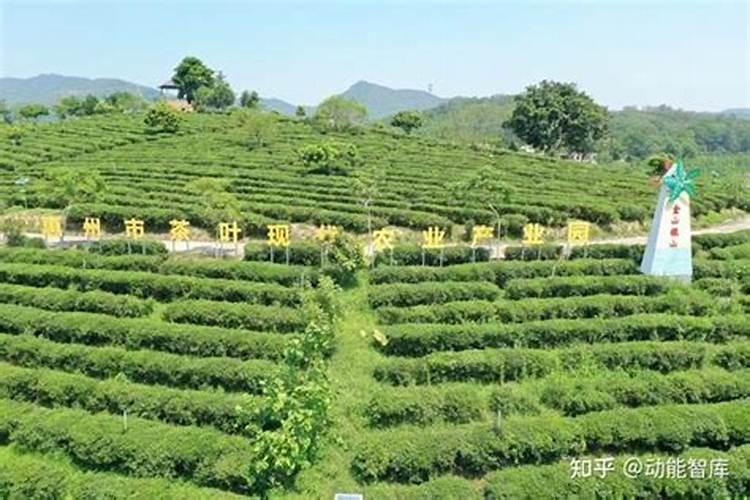 一亩地施多少磷肥合适  磷肥什么时间施最好