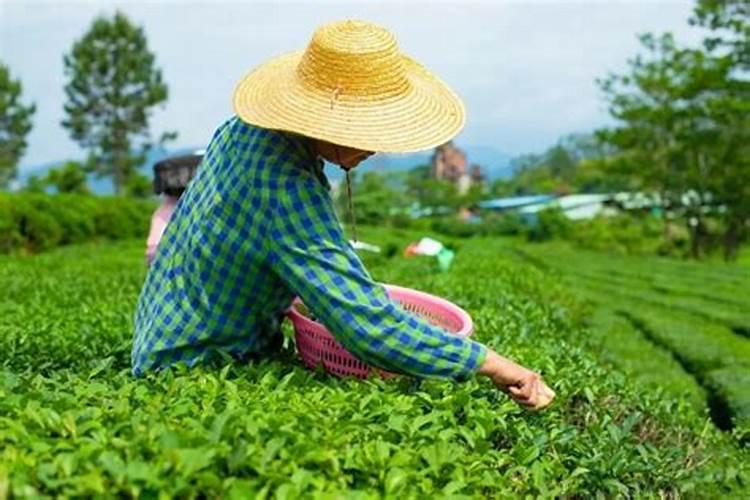磷肥一亩地施多少