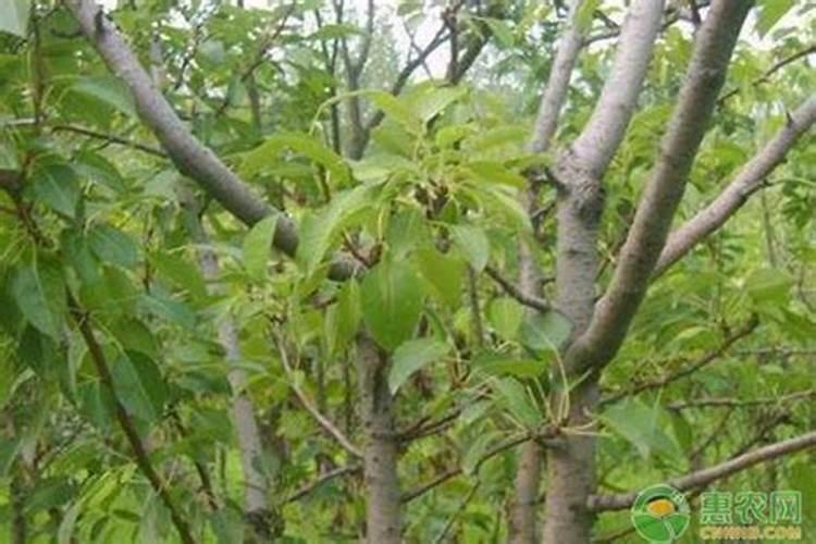 春天梨树打什么药