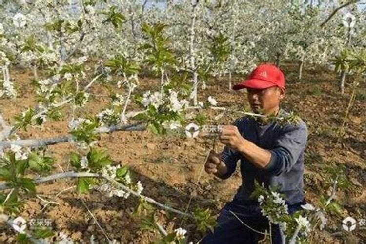 在樱桃的各个生长阶段,对水肥的要求都有哪些？