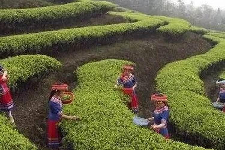 种芋头用什么肥料好