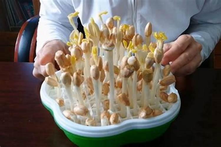 花生芽苗根部发黄,腐烂发臭的现象怎么办？