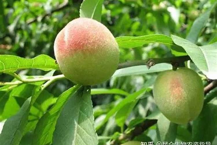 桃树花露红能打磷酸二氢钾吗