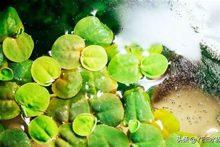 如何自制水草液肥