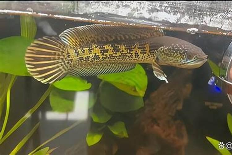 用什么钙使农作物的根增粗增长什么样的钙肥吸收利用率高