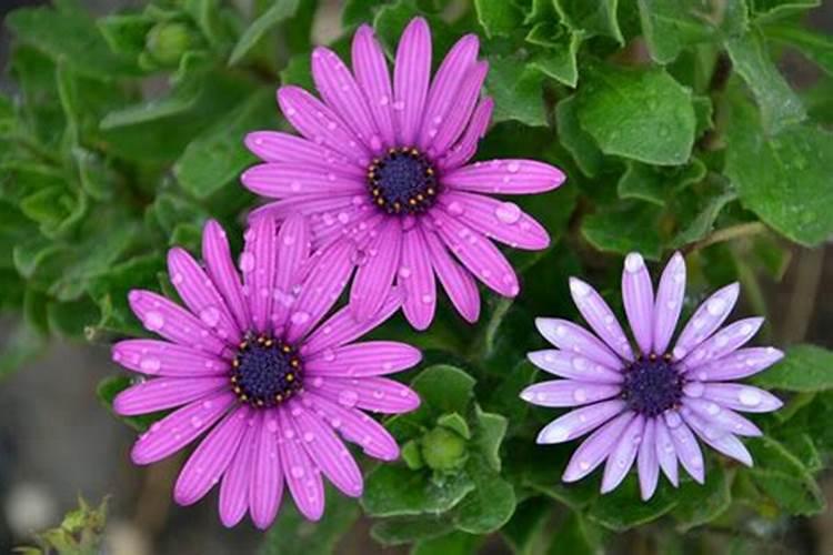 蓝目菊播种(从播种到开花)