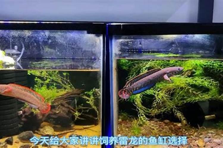 哪种叶面用的钙肥吸收好