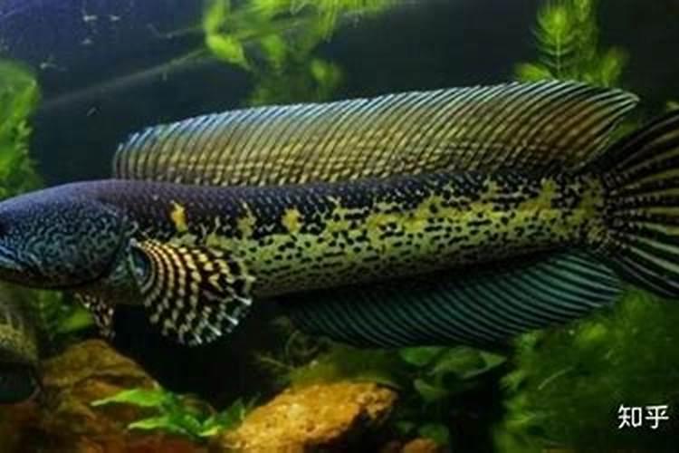 土壤补钙用什么钙肥好？谢谢!急用!