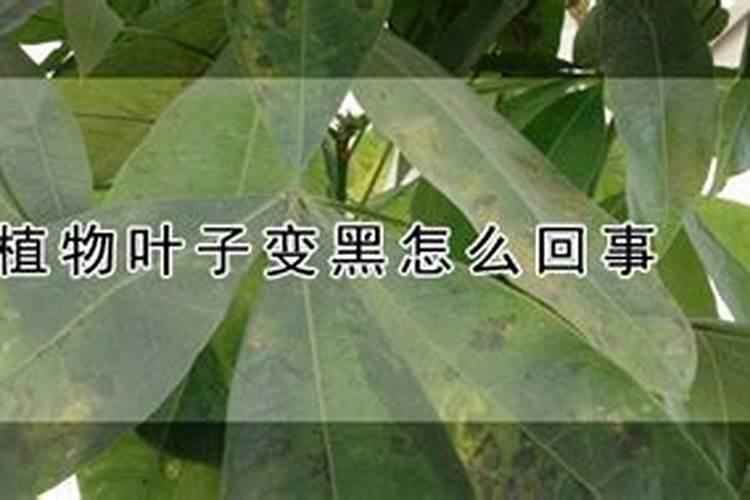 绣球叶子发黑