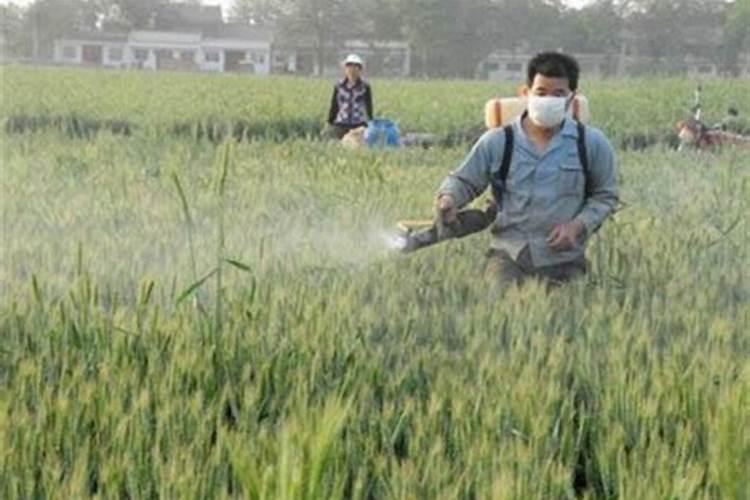 水溶肥能喷施吗