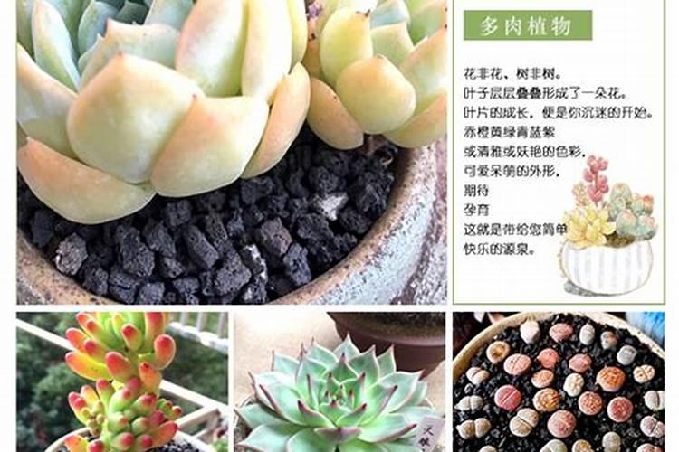 多肉植物用什么肥料比较好