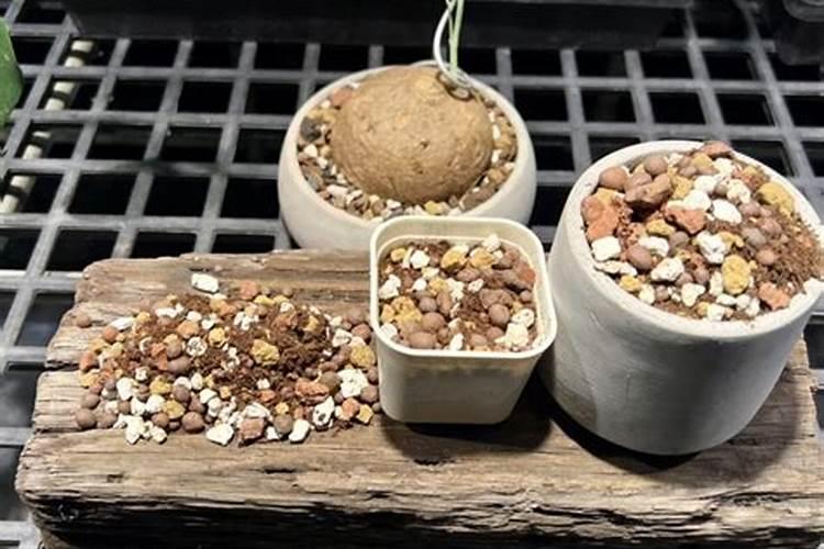 多肉伴侣的使用方法