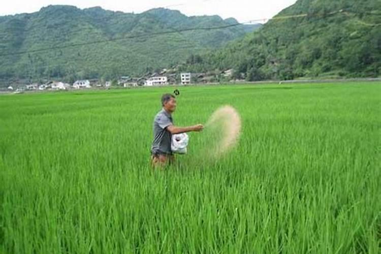 53个肥料常见问题!