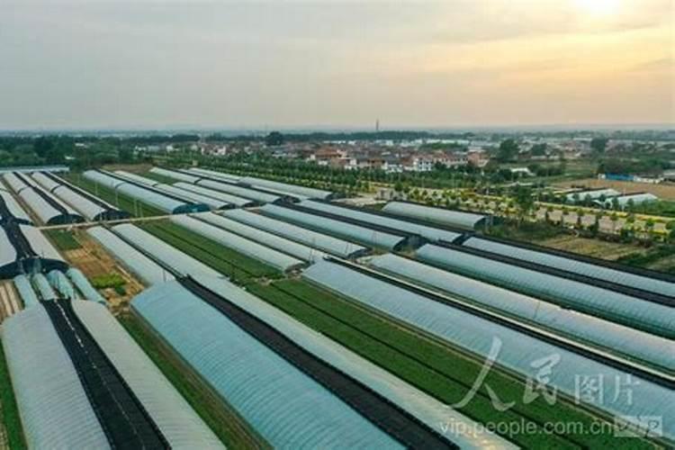 科邦复合肥品种有哪些