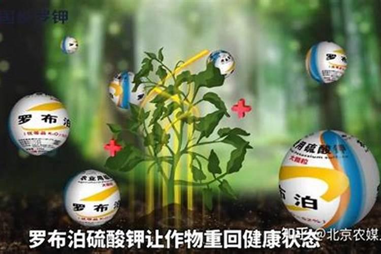 马铃薯上打了钾肥后叶片会发黄怎么回事？