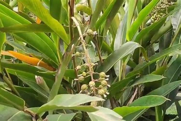 砂仁开花后,施哪种肥合适？有没有提高产量的肥料？