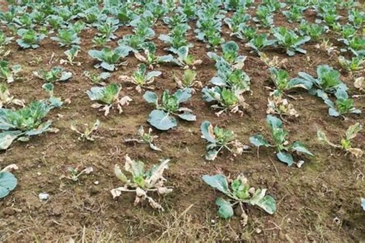 柿子尿素作为叶面肥一斤尿素配多少水？