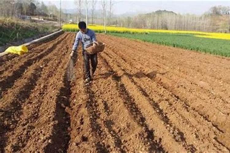 中国北疆蔬菜大省2018年春夏菜播种面积多少万亩？