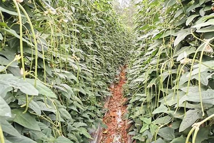 豆角保花保果农药最佳配方