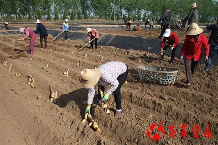 莲藕用什么肥料产量高 如何合理施肥