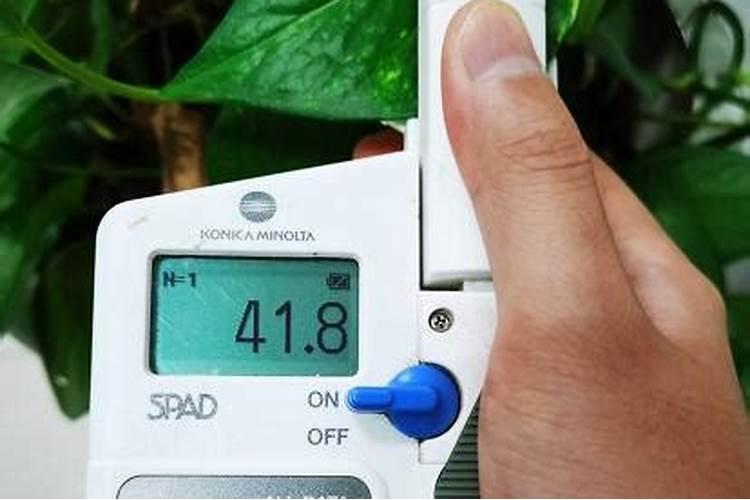 番石榴苗可以用鱼蛋白肥吗