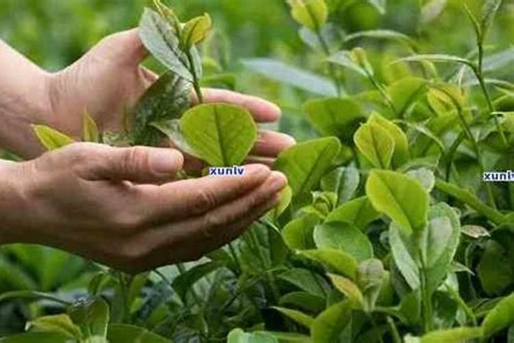 茶叶树怎么施肥