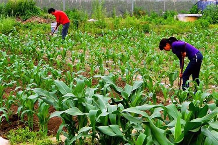 玉米追肥用什么肥料最好