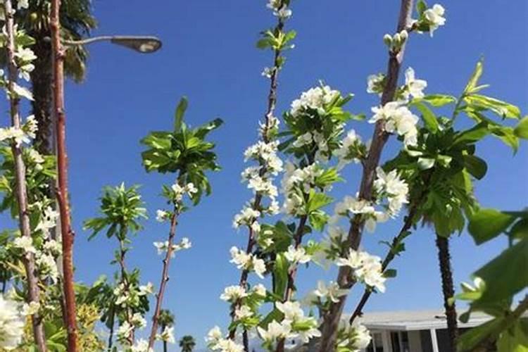 李子树开花后打什么药花结果不会掉落？