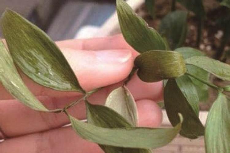 植物缺钙怎么解决？什么钙肥补充效果更好？