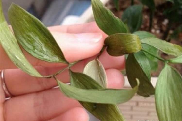 叶子发黄是缺什么肥