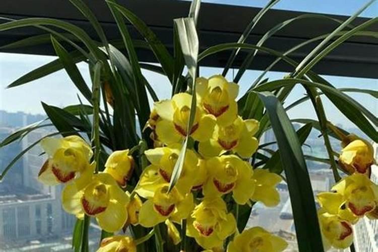素心蕙兰怎么养才能开花 素心蕙兰如何养才能开花