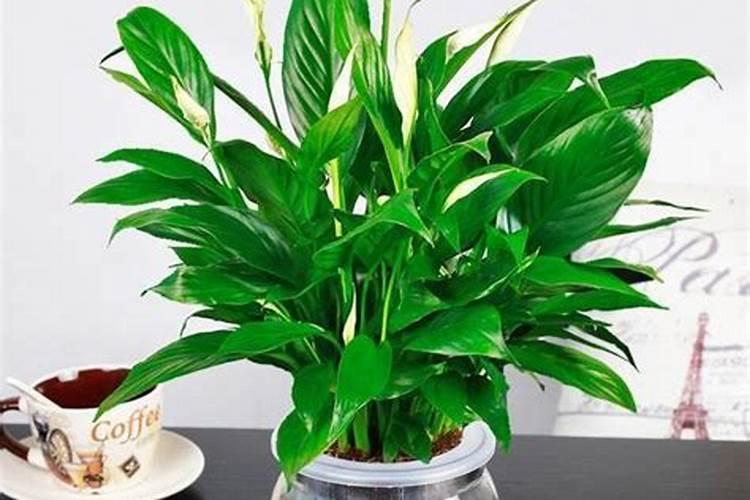水培植物用什么营养液 家庭自制水培营养液方便又快捷