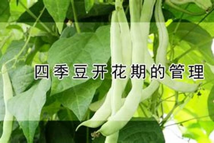 四季豆开花时施什么肥