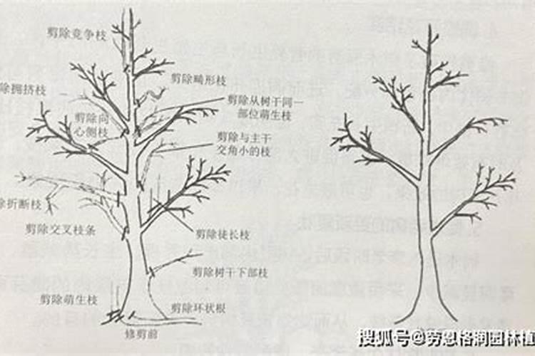 苹果树喷什么叶面肥好