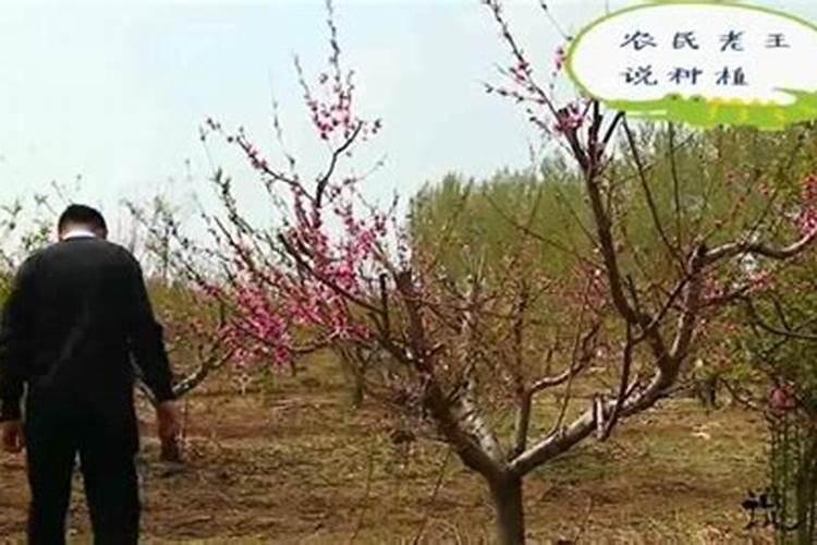 苹果树喷什么叶面肥好